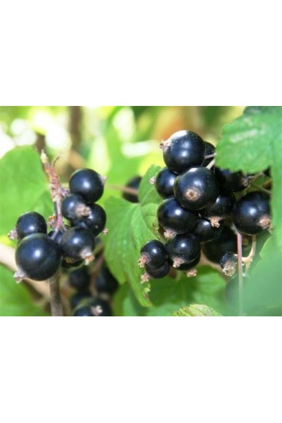 Ribes nigrum Bona – високоврожайний кущ із соковитими ягодами